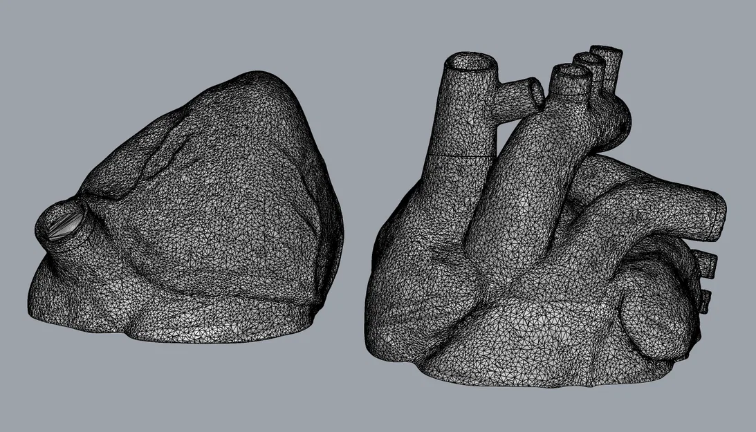 Mô hình trái tim giải phẫu (Anatomical Heart) chi tiết cho in 3D - Image 2