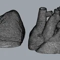 Mô hình trái tim giải phẫu (Anatomical Heart) chi tiết cho in 3D - Thumbnail 2