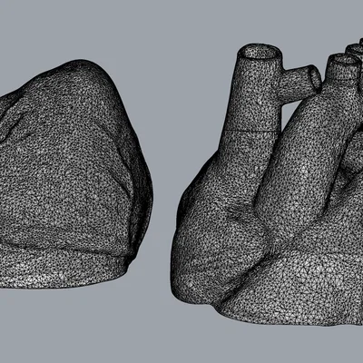 Mô hình trái tim giải phẫu (Anatomical Heart) chi tiết cho in 3D