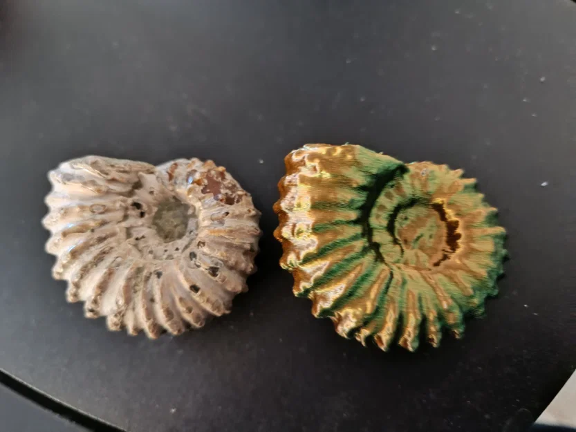 Bản scan 3D loài cúc đá Douvilleiceras gr. mammillatum (Thời kỳ Phấn Trắng) - Image 1