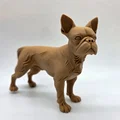 Mô hình chú chó Boston Terrier đang đứng - Thumbnail 6