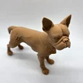 Mô hình chú chó Boston Terrier đang đứng - Thumbnail 8