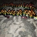 Mô hình rồng khớp nối 3D (Articulated Dragon) - In tại chỗ cực đẹp - Thumbnail 2