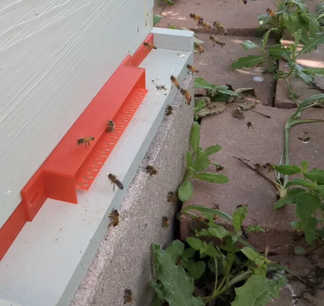 Cửa Chặn Sentinel Cho Ong Mật (Ngăn chặn bọ cánh cứng nhỏ) - Image 2