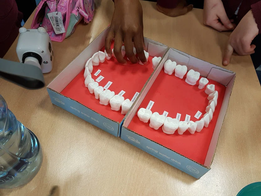 Mô hình răng người lớn hỗ trợ học tập hình thái học nha khoa - Image 1