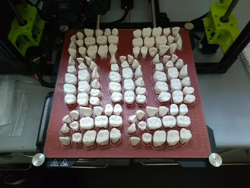 Mô hình răng người lớn hỗ trợ học tập hình thái học nha khoa - Image 2