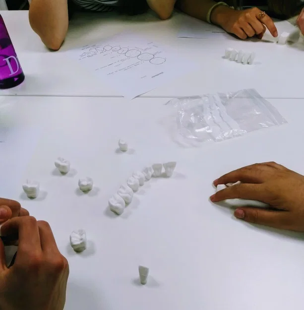 Mô hình răng người lớn hỗ trợ học tập hình thái học nha khoa - Image 3