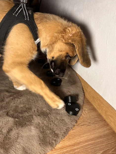 Hộp Huấn Luyện Đánh Hơi Cho Chó - Nosework - Image 2