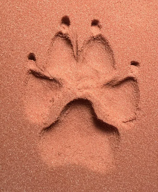 Mô hình in 3D dấu chân thú cưng Paw Print trang trí độc đáo - Image 1