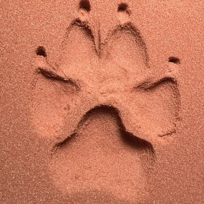 Mô hình in 3D dấu chân thú cưng Paw Print trang trí độc đáo
