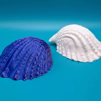 Mô hình vỏ ốc biển trang trí 3D in không cần support (Conch)