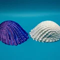 Mô hình vỏ ốc biển trang trí 3D in không cần support (Conch) - Thumbnail 2