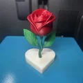 Mô hình hoa hồng 3D trên đế để bàn - Dễ in, chỉ 3 lần đổi màu - Thumbnail 4