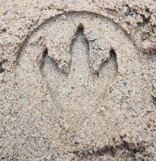 Bộ con dấu hình dấu chân động vật cho bé - Image 2