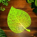 Lá Đoạn (Linden Leaf) Thiết Kế Voronoi - Thumbnail 3