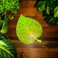 Lá Đoạn (Linden Leaf) Thiết Kế Voronoi - Thumbnail 7