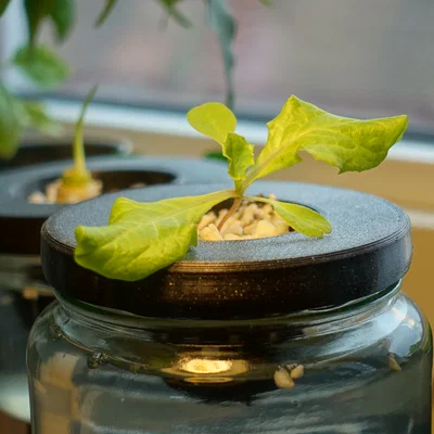 Nắp Rọ Thủy Canh Cho Hũ Thủy Tinh