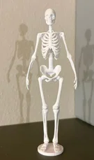 Mô hình bộ xương người 3D sắc nét trang trí và học tập - Image 1