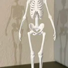 Mô hình bộ xương người 3D sắc nét trang trí và học tập