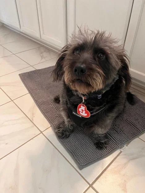 Thẻ tên thú cưng hình trái tim phong cách Beanie Baby - In 3D độc đáo - Image 2