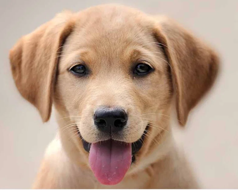 Baking - Khuôn cắt bánh quy - Hình chó Labrador - Image 3