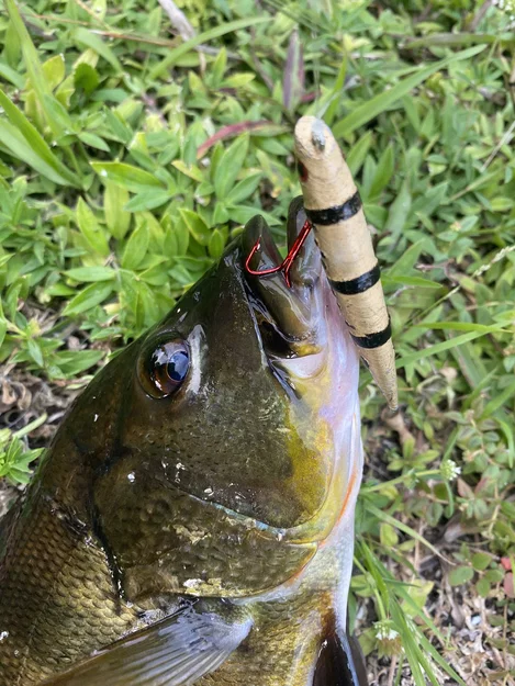Fishing Lure - Mồi giả "Pea Shiner" - Image 2