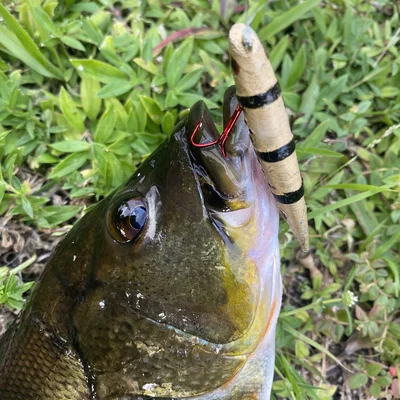 Fishing Lure - Mồi giả "Pea Shiner"