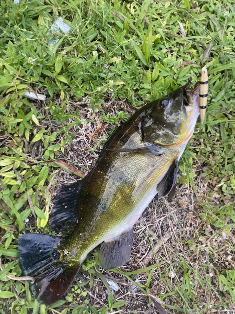 Fishing Lure - Mồi giả "Pea Shiner" - Image 3