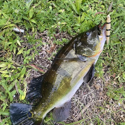 Fishing Lure - Mồi giả "Pea Shiner"