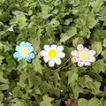 Flexi Daisy Flower - Hoa Cúc Linh Hoạt - Thumbnail 9