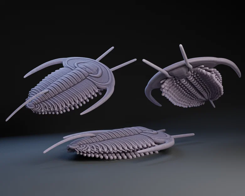 Mô hình 3D Trilobite - Image 1