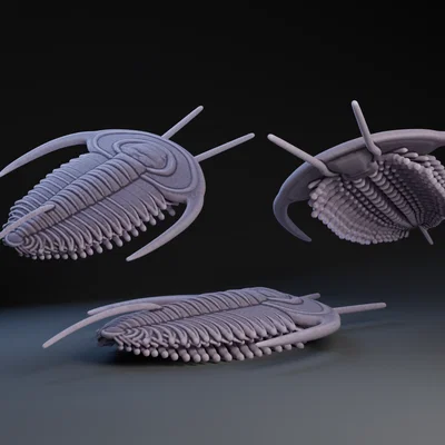 Mô hình 3D Trilobite