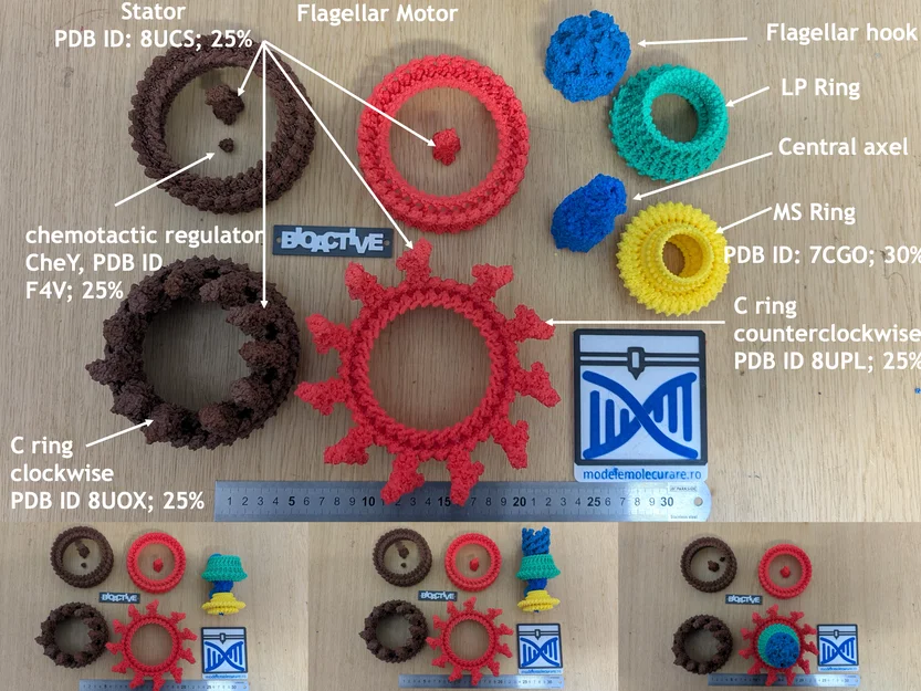 Mô hình động cơ roi (Flagellar motor model) - Image 1