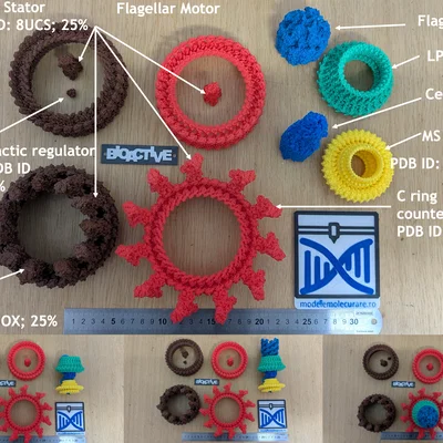 Mô hình động cơ roi (Flagellar motor model)