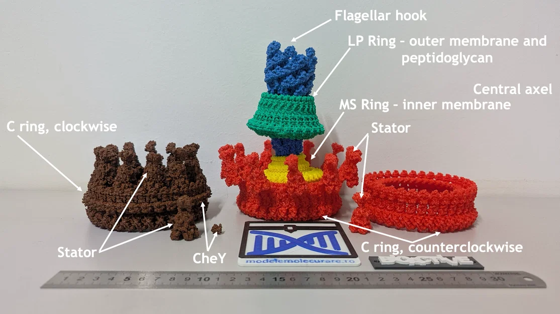 Mô hình động cơ roi (Flagellar motor model) - Image 2