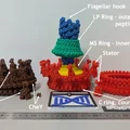 Mô hình động cơ roi (Flagellar motor model) - Thumbnail 2