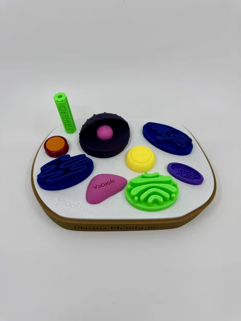 Mô hình tế bào động vật có gắn nhãn - Image 1