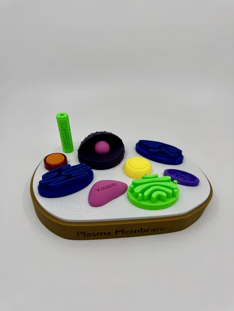 Mô hình tế bào động vật có gắn nhãn - Image 3