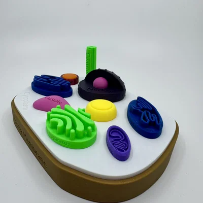 Mô hình tế bào động vật có gắn nhãn