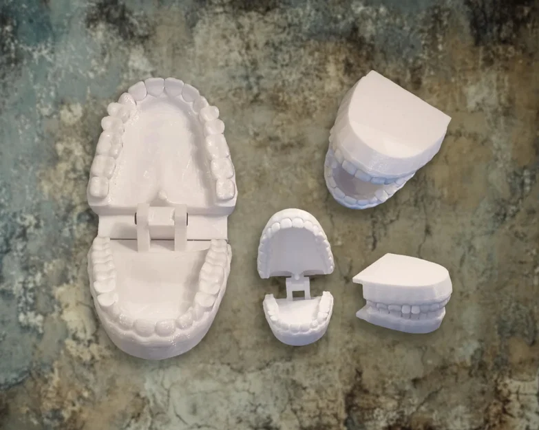 Mô hình hàm răng khớp nối 3D cho bé học chải răng tại nhà - Image 1