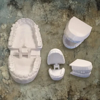 Mô hình hàm răng khớp nối 3D cho bé học chải răng tại nhà