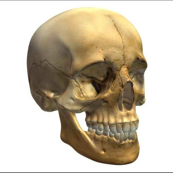 Mô hình đầu lâu Skull Head trang trí Halloween độc đáo - Image 1