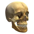 Mô hình đầu lâu Skull Head trang trí Halloween độc đáo - Thumbnail 1