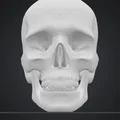 Mô hình đầu lâu Skull Head trang trí Halloween độc đáo - Thumbnail 2
