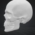Mô hình đầu lâu Skull Head trang trí Halloween độc đáo - Thumbnail 3