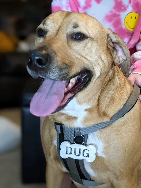 Thẻ tên hình khúc xương tùy chỉnh cho chó - Image 1