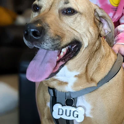 Thẻ tên hình khúc xương tùy chỉnh cho chó