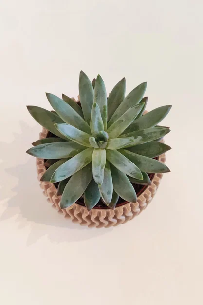 Chậu trồng sen đá 85mm - Image 3