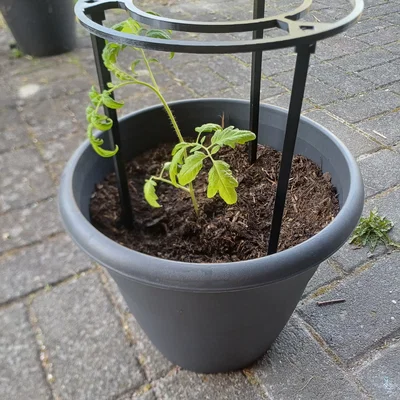 Giá đỡ cà chua xếp chồng (Stackable Tomato Rack)