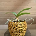 Chậu hoa lan họa tiết Voronoi (Orchid Voronoi Pot) - Thumbnail 1